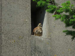 Image of kestrel, common kestrel