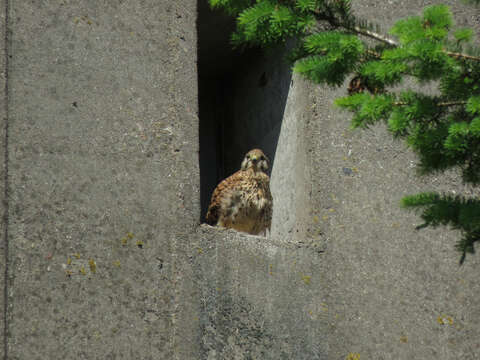 Image of kestrel, common kestrel