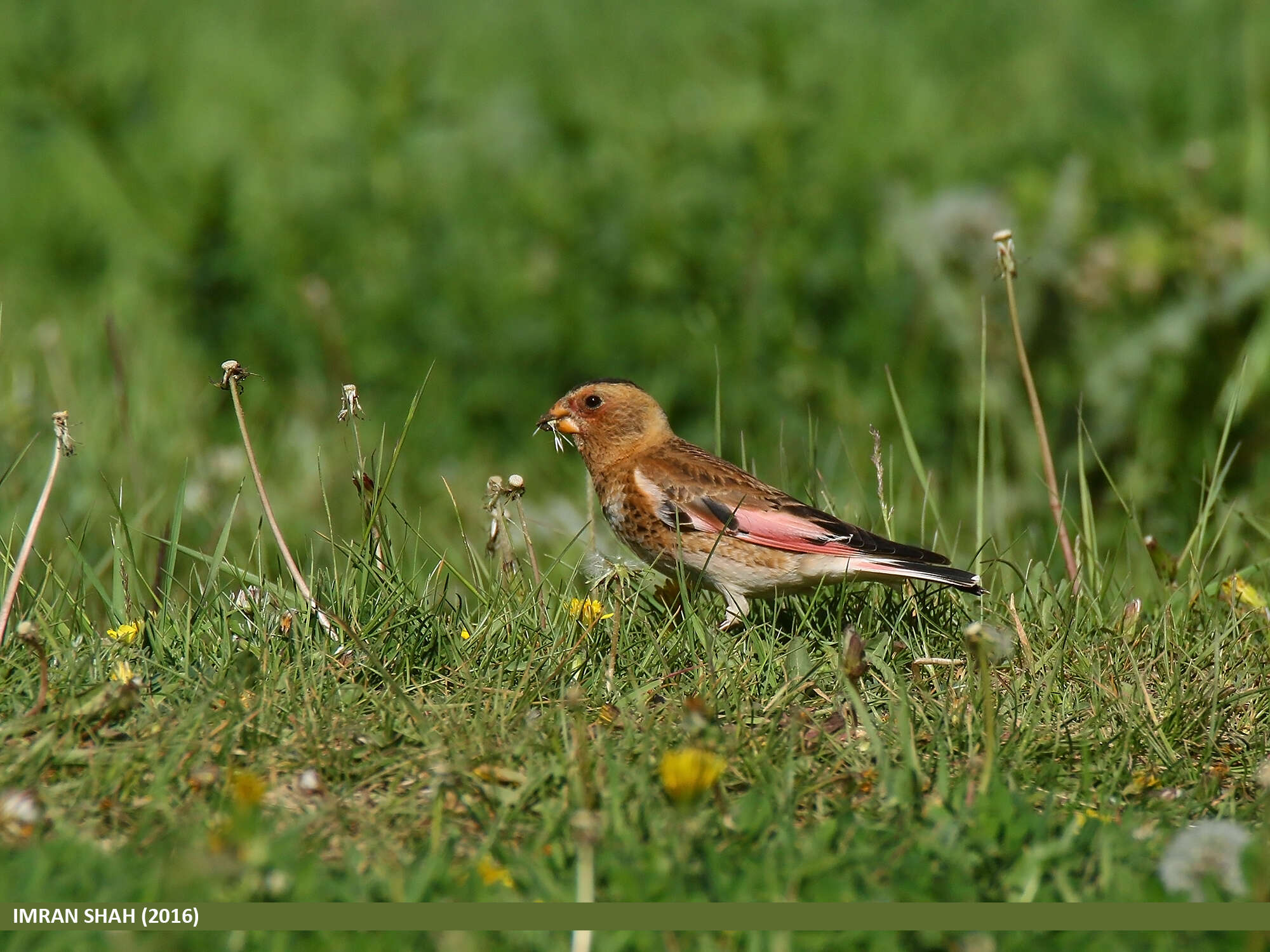 Image of Asian Crimson-winged Finch