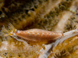 Image of Spindle cowrie