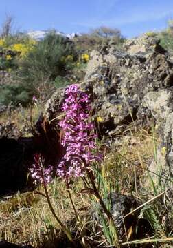 Image de Orchis brancifortii Biv.