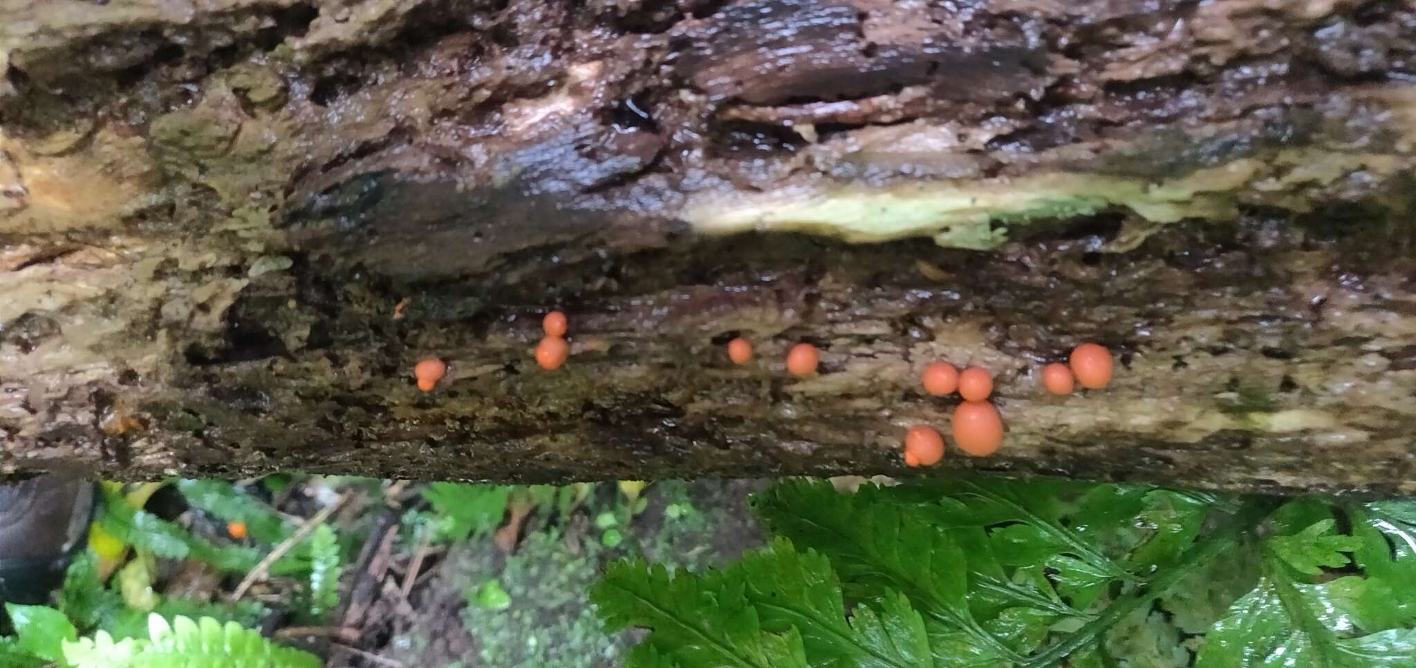 Image of Lycogala epidendrum