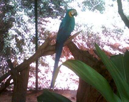 Image of Blue-throated Macaw