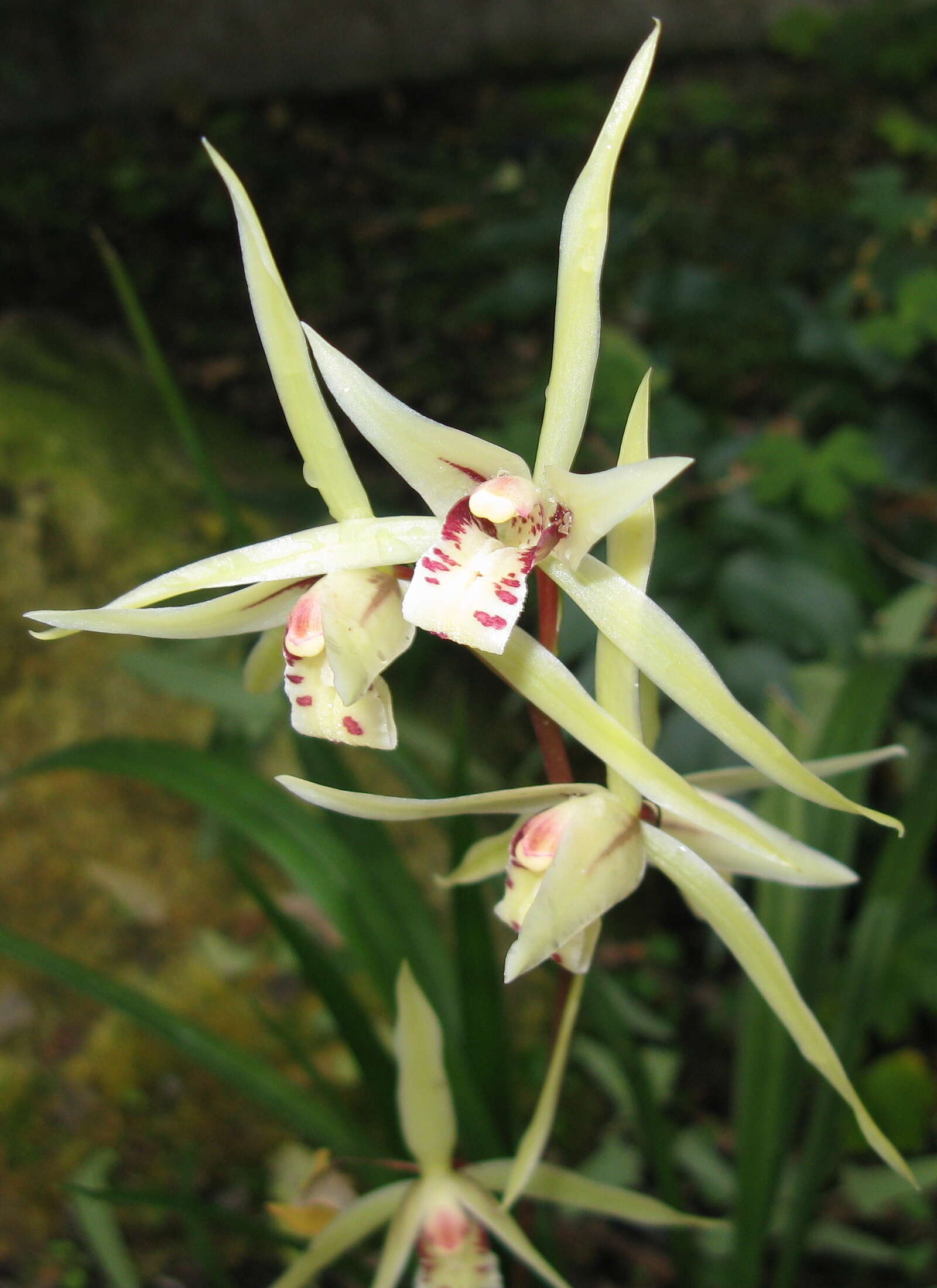 Image of Cold-growing Cymbidium