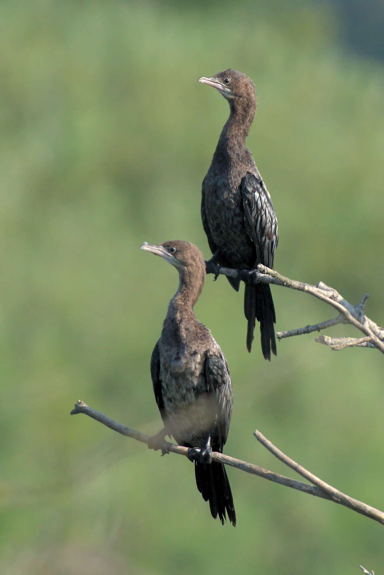 Image of Pygmy Cormorant