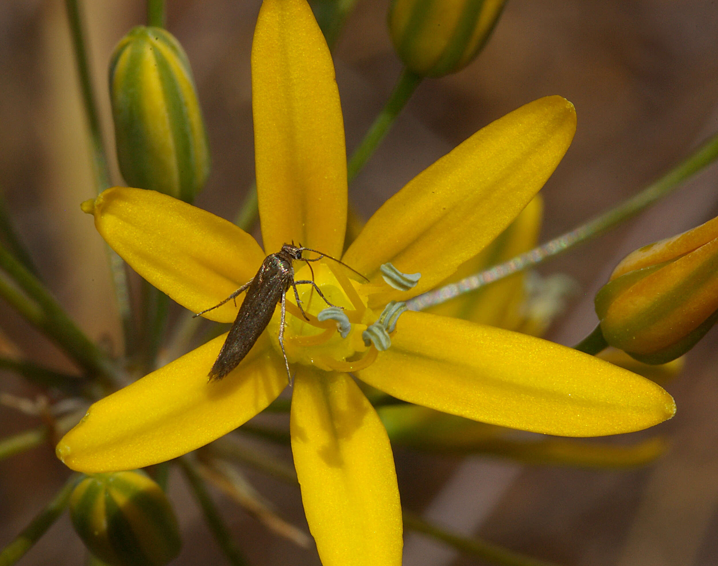 Image of common goldenstar