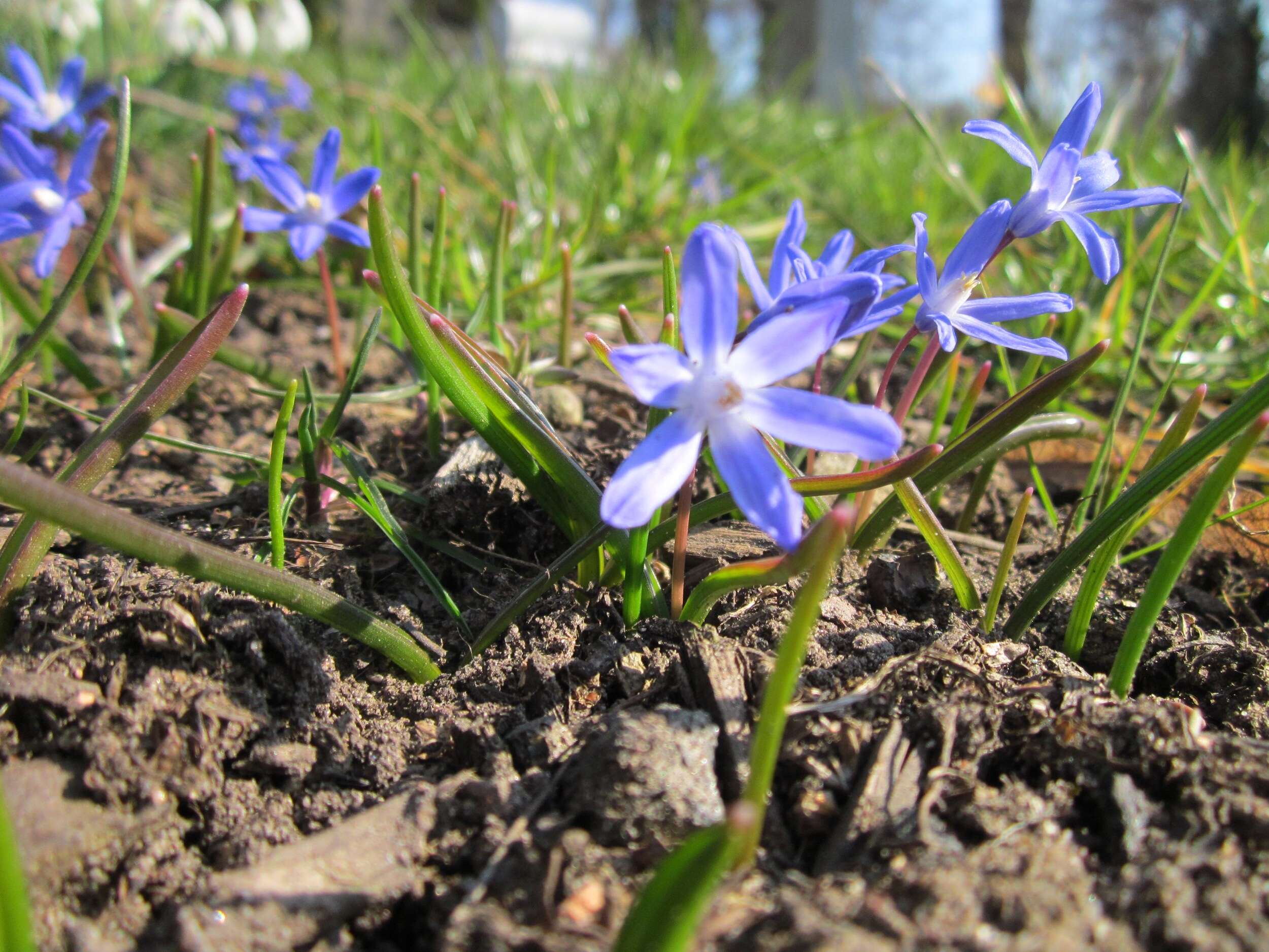 Image de Scilla luciliae (Boiss.) Speta