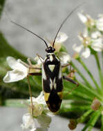 Image of Grypocoris stysi (Wagner 1968)