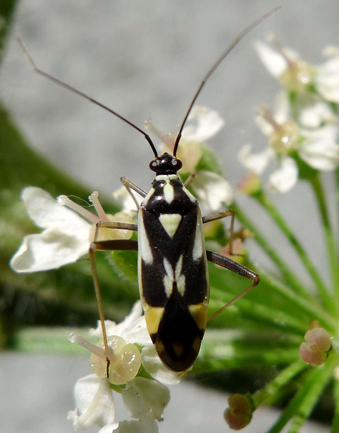 Image of Grypocoris stysi (Wagner 1968)