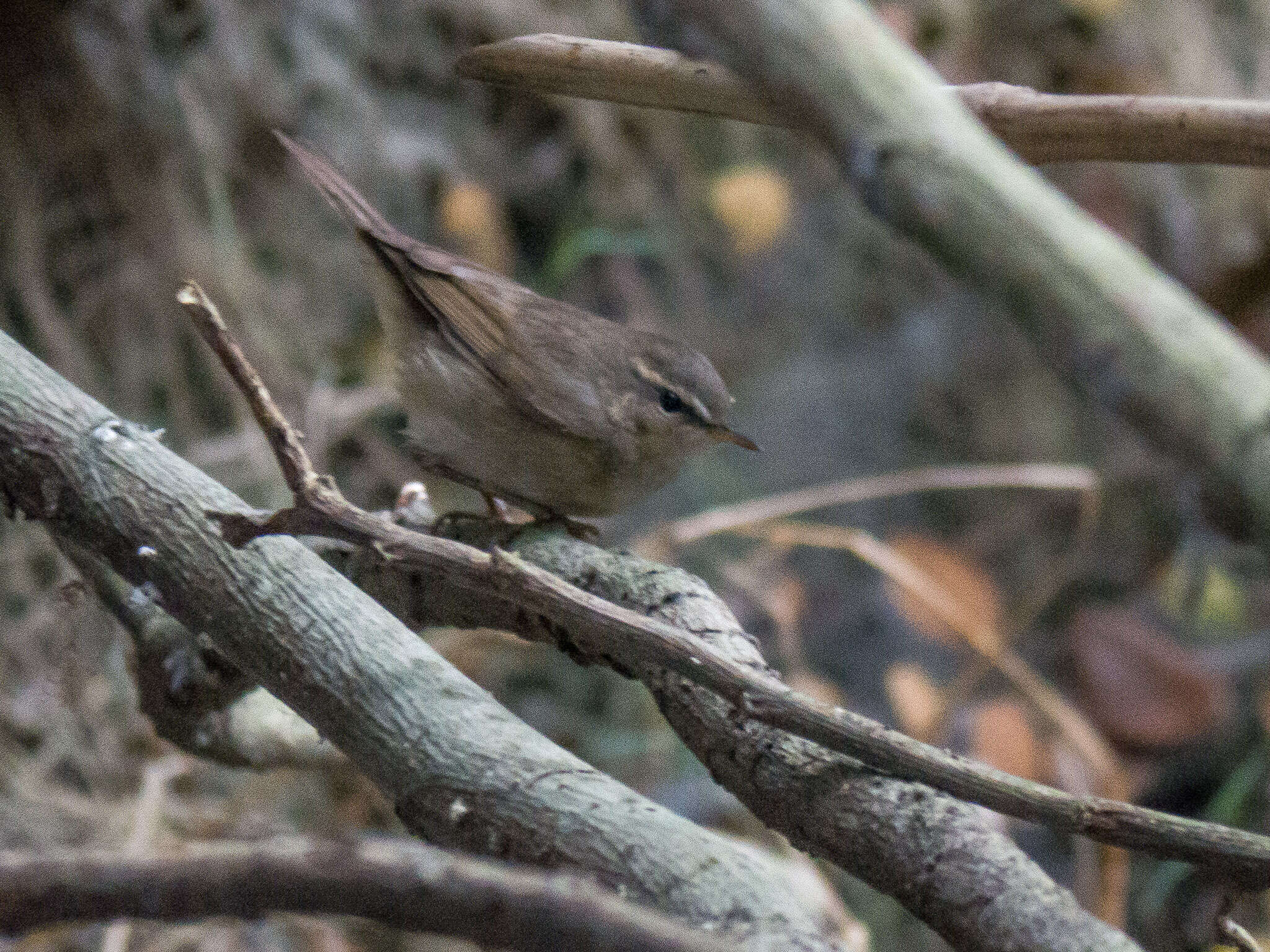 Image of Dusky Warbler