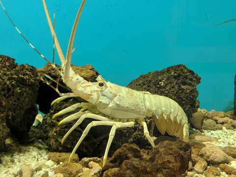 Image of Scalloped Spiny Lobster