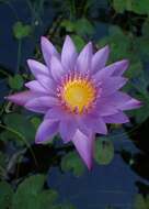 Image of blue star water-lily