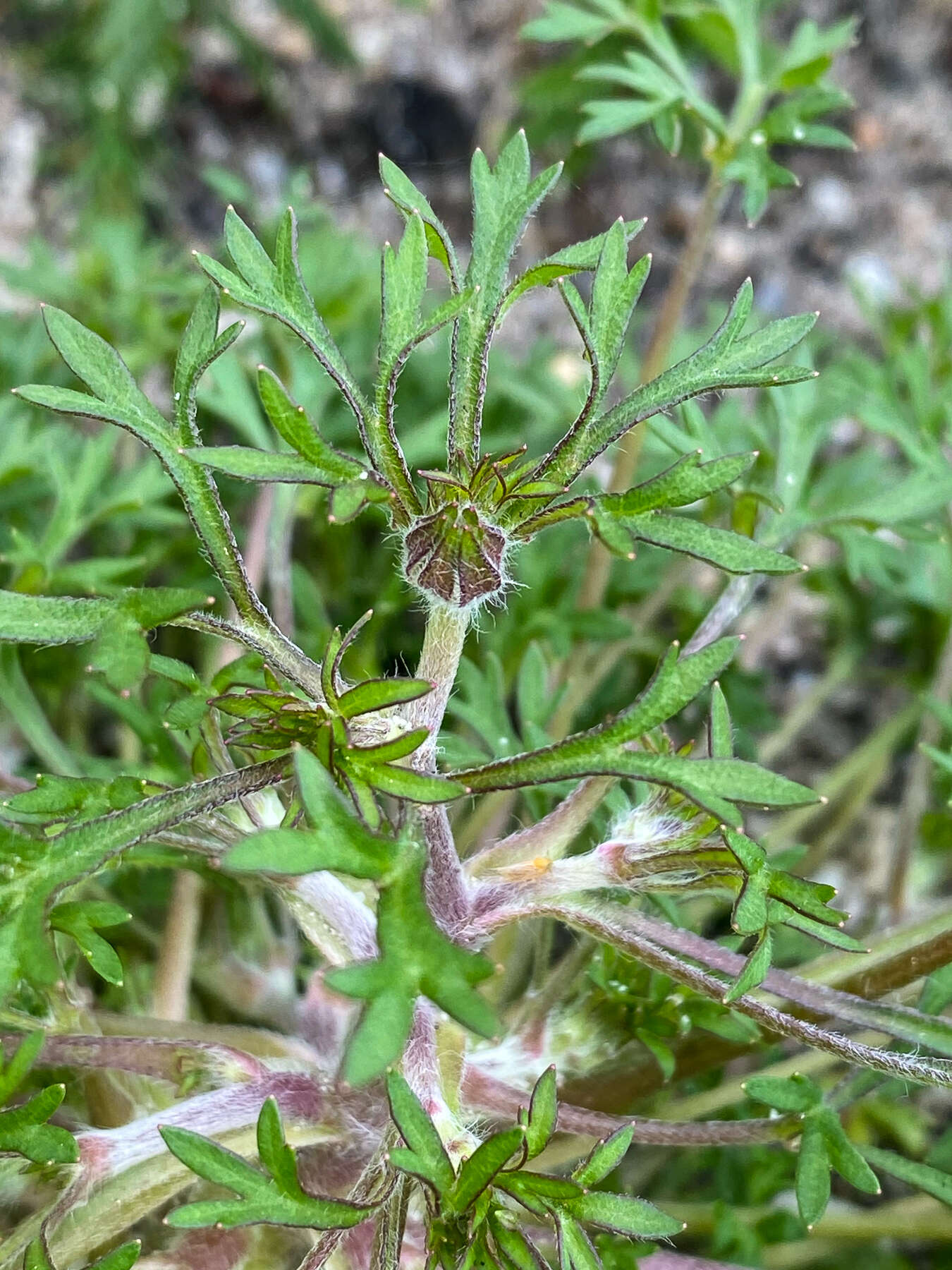 Imagem de Actinotus forsythii Maiden & Betche