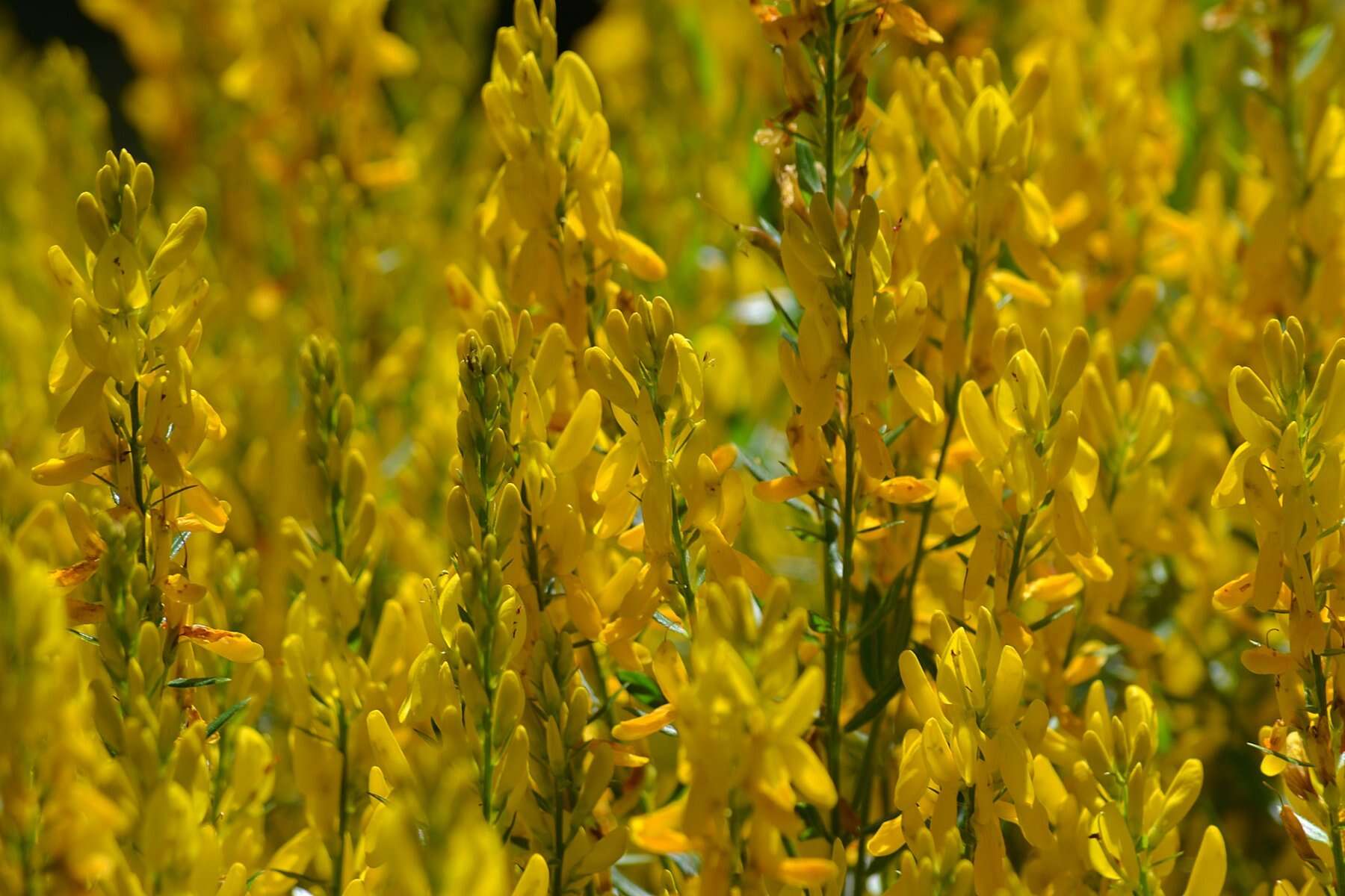 Imagem de Genista tinctoria L.