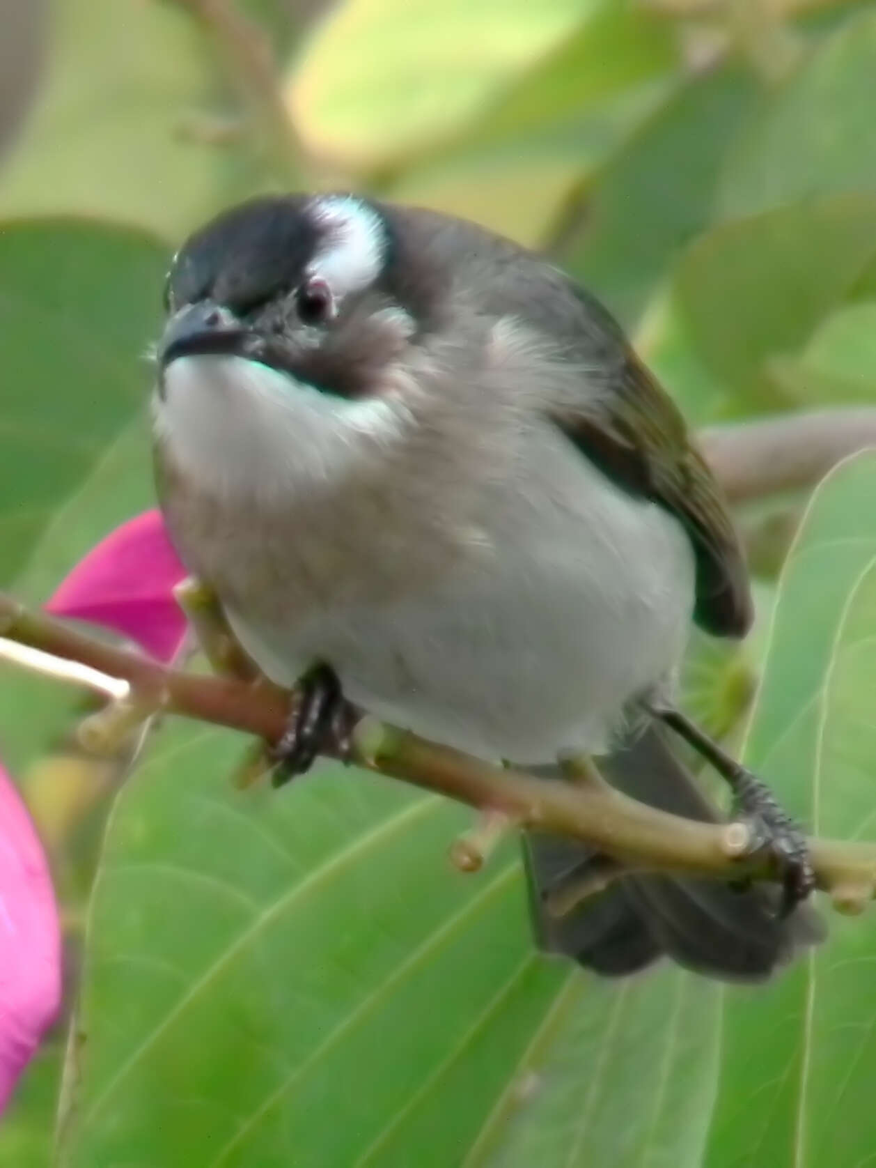 Image of Light-vented Bulbul