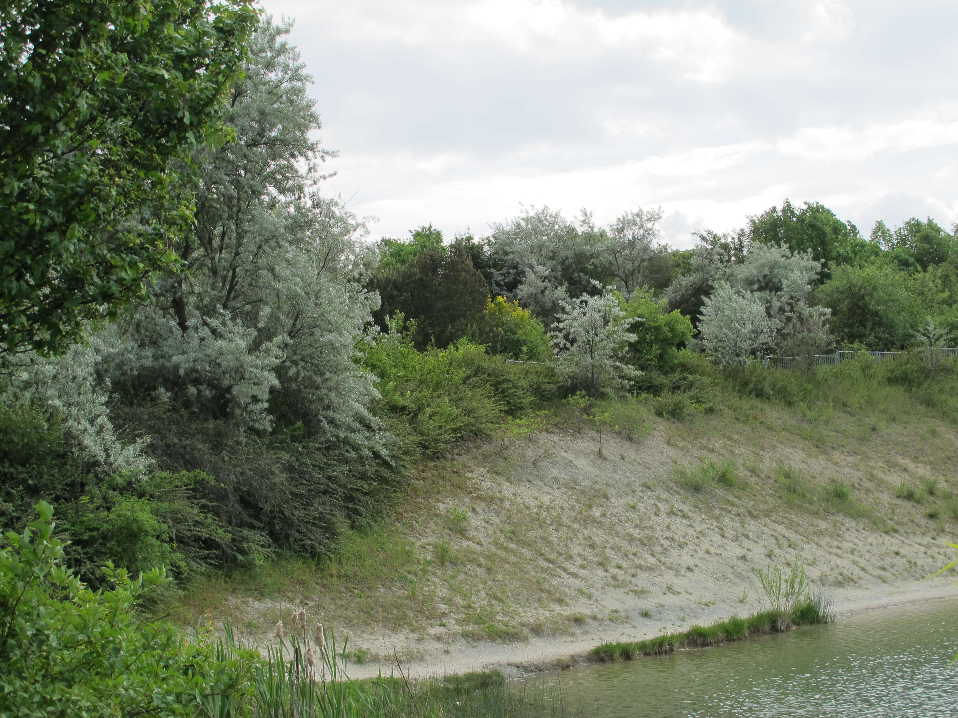 Image of Russian olive