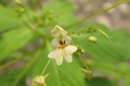 Impatiens parviflora DC. resmi