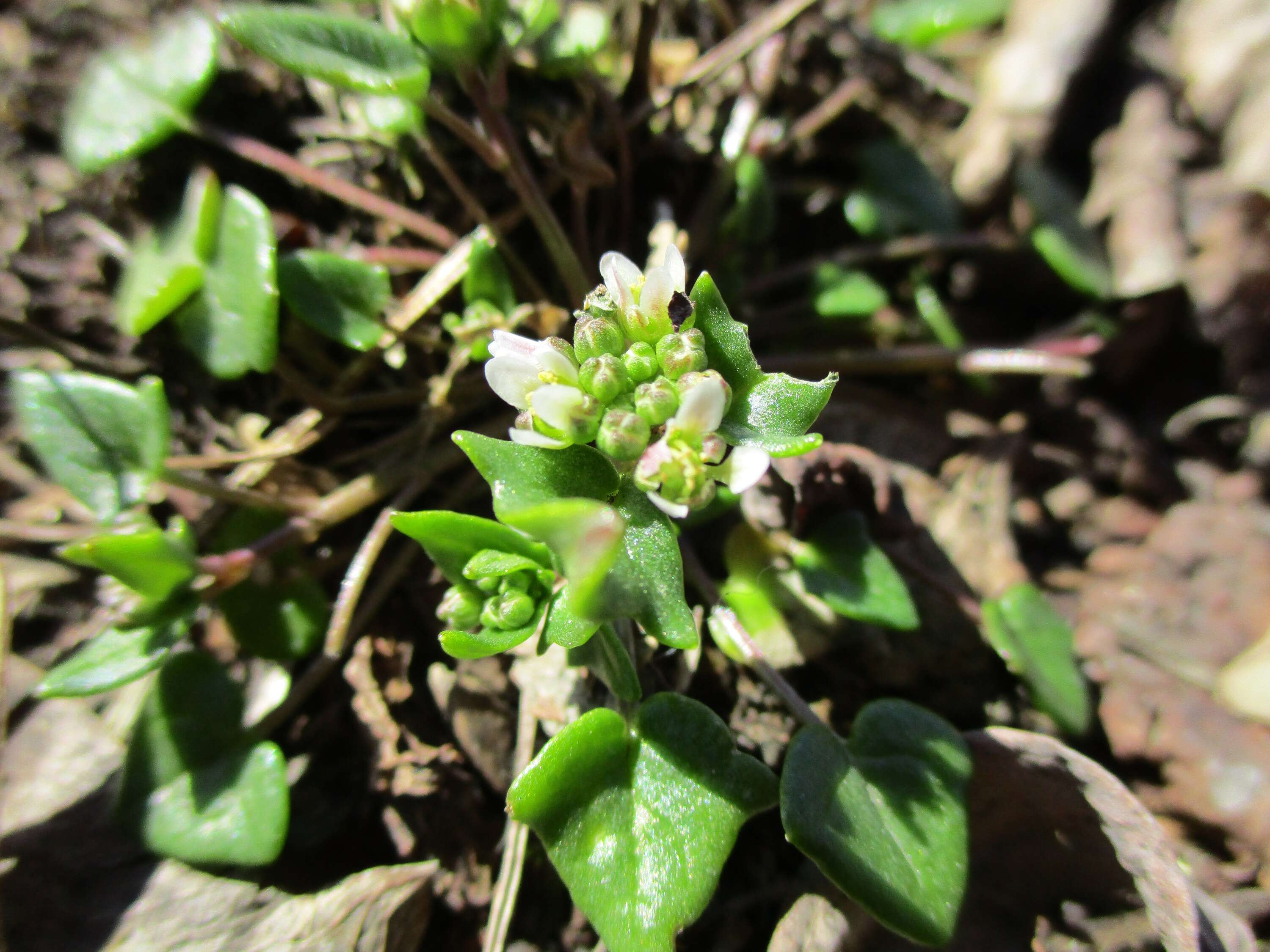 Imagem de Cochlearia danica L.