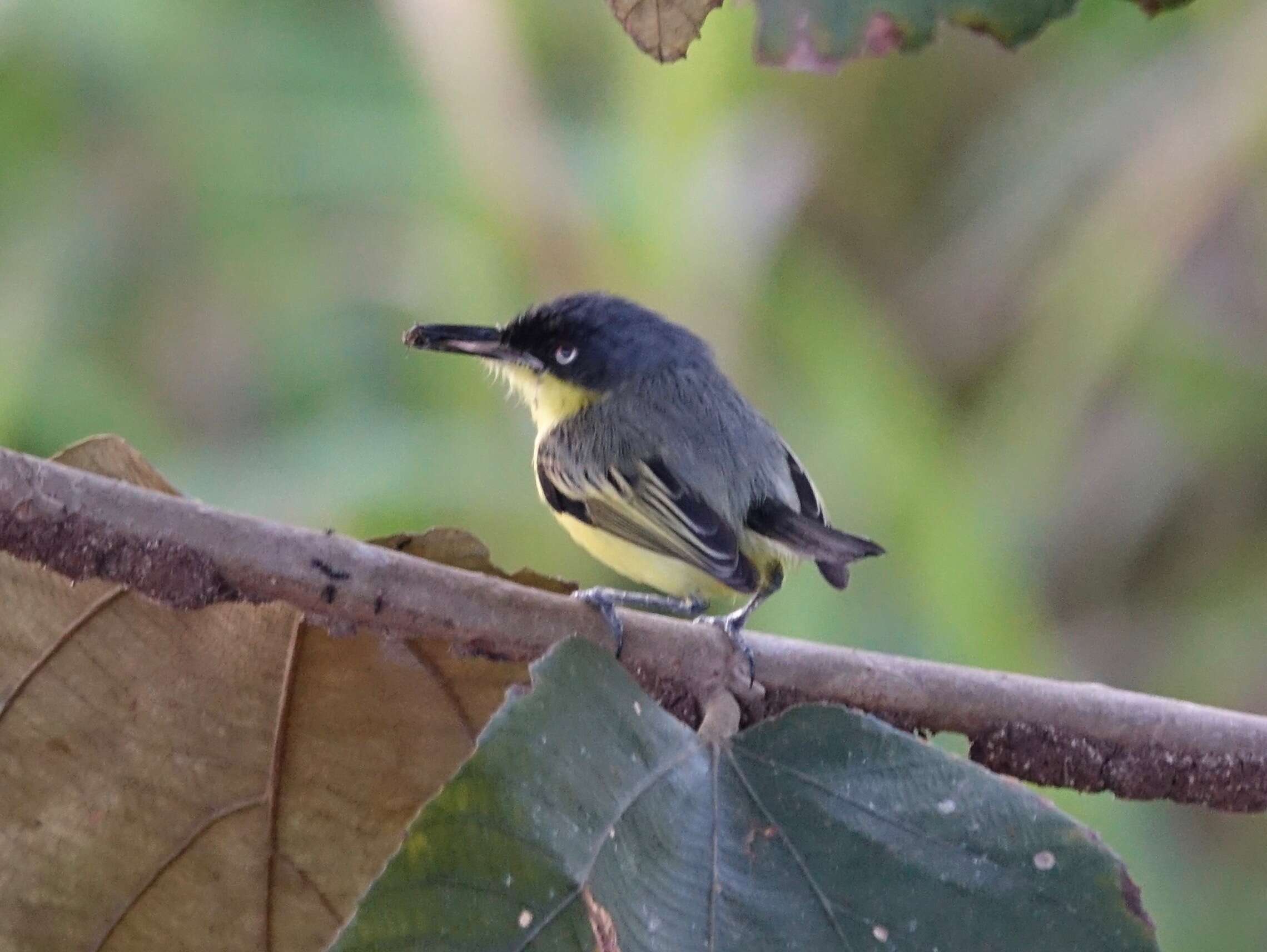 Todirostrum cinereum (Linnaeus 1766) resmi