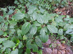 Image of soapbush