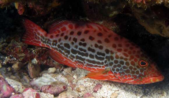 Image of Yellowfin Grouper