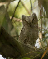 Image of Collared Scops Owl