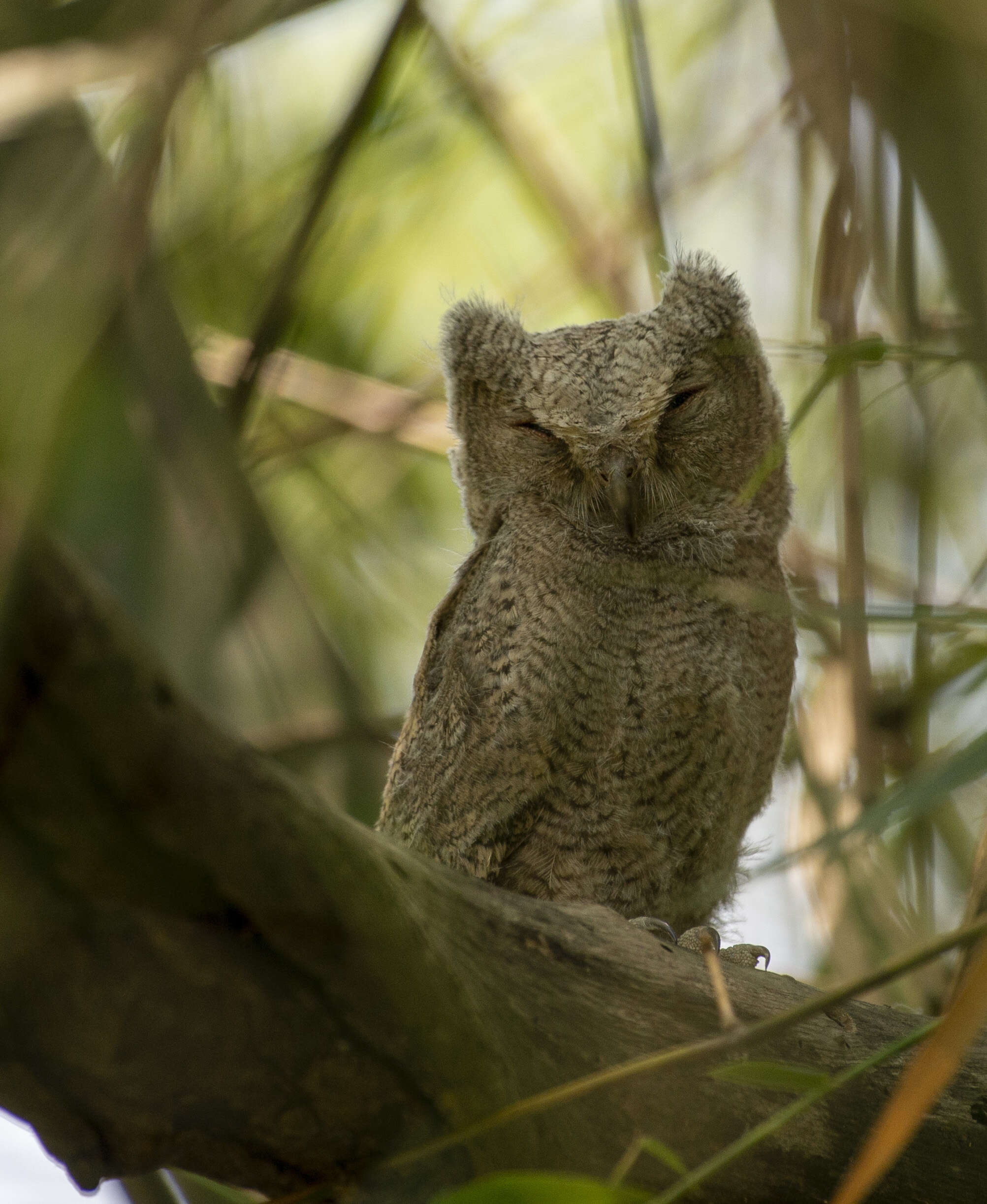 Image of Collared Scops Owl