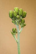 Image of spotted hawkweed