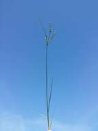 Juncus tenuis Willd. resmi