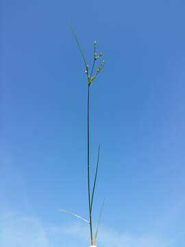 Juncus tenuis Willd. resmi