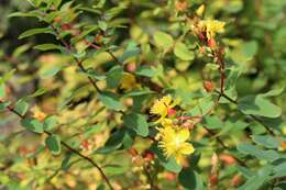 Sivun Hypericum pseudohenryi N. Robson kuva