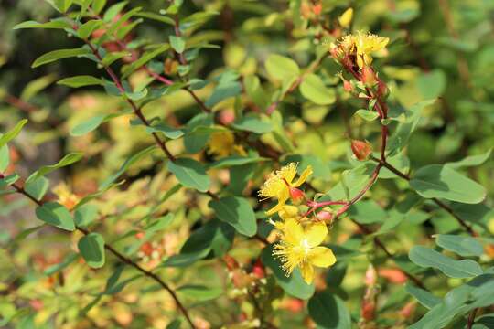 Image of Hypericum pseudohenryi N. Robson