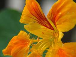 Image of nasturtium