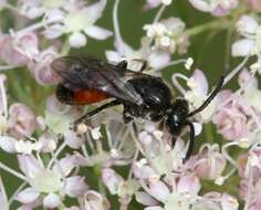 Image of Sphecodes Latreille 1804