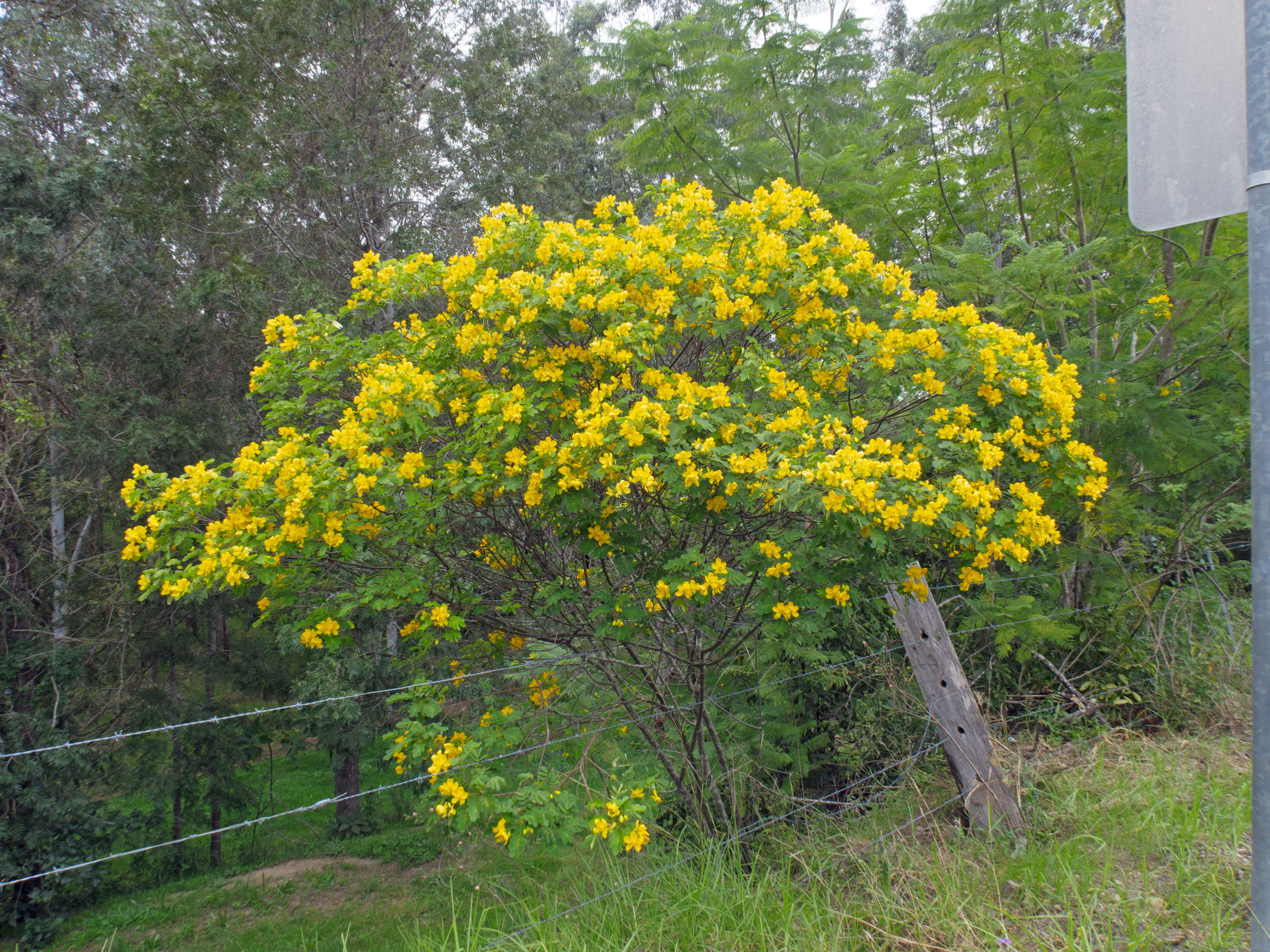 Слика од Senna pendula (Willd.) H. S. Irwin & Barneby