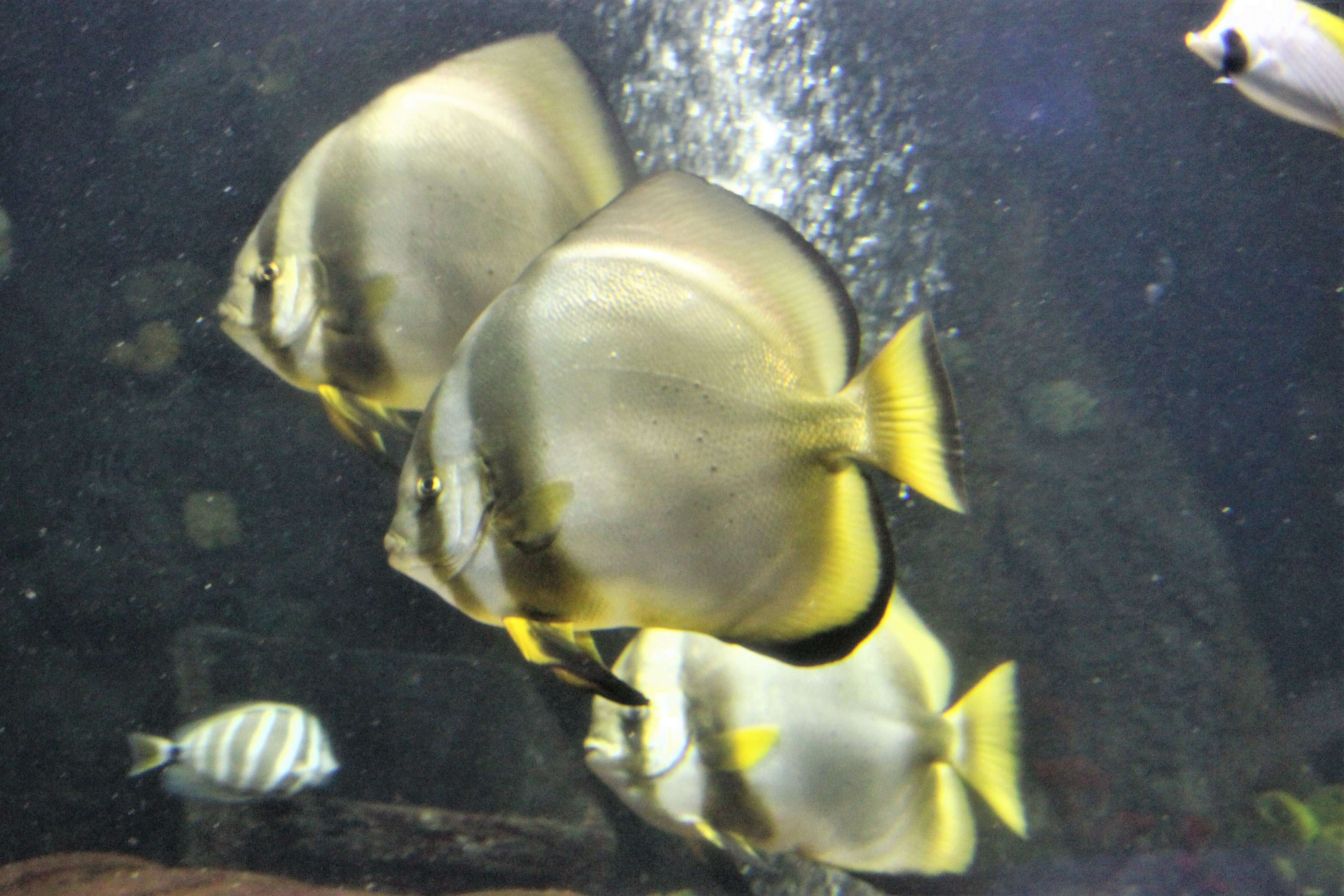 Image of Pacific Spadefish