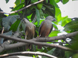 Image of Chestnut-tailed Starling