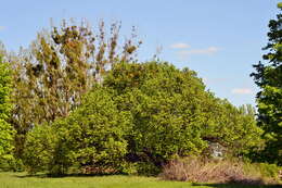 Image of Large-leaved Lime