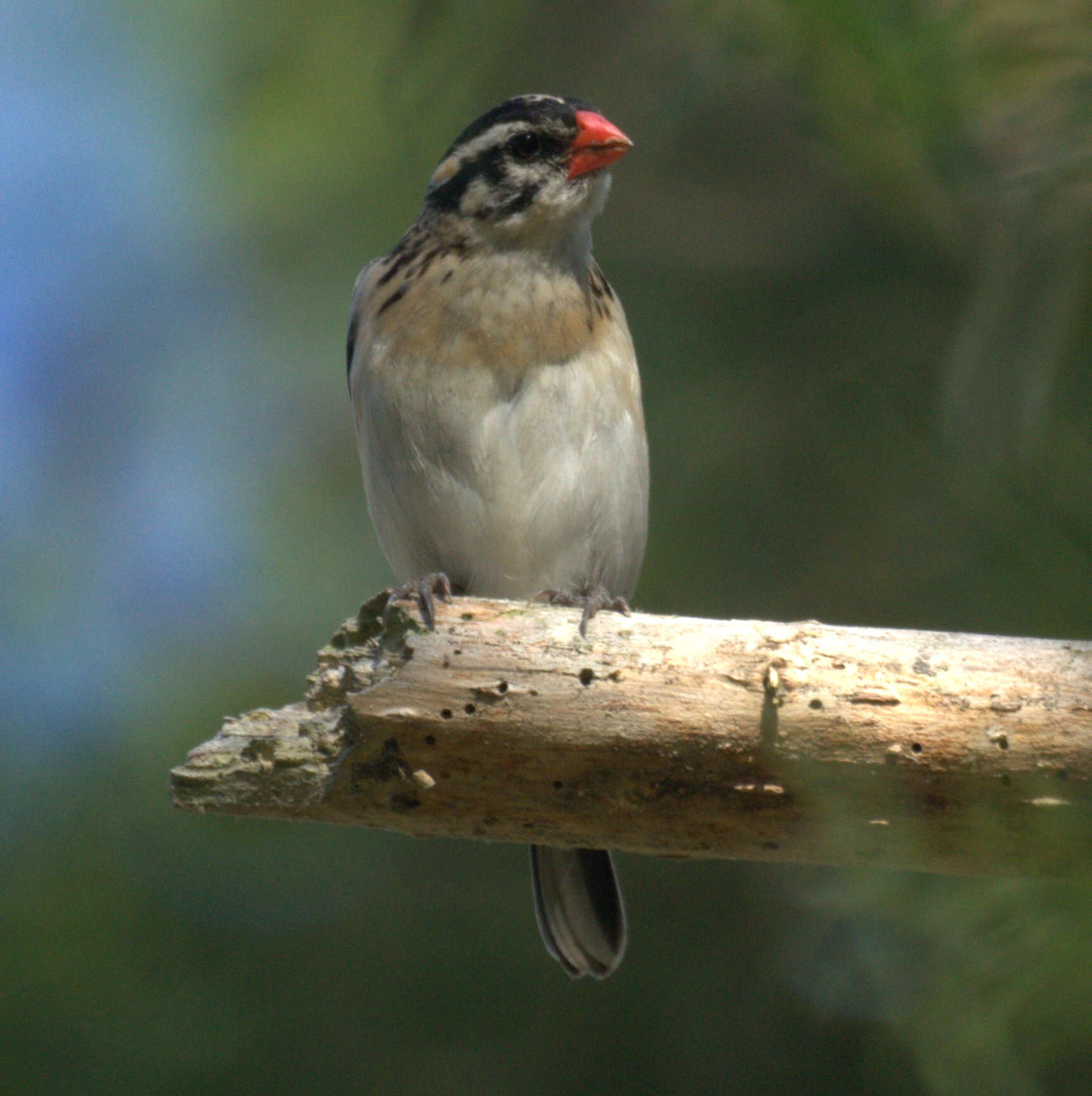 Image of Pin-tailed Whydah