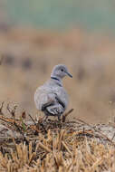 Image of Collared Dove