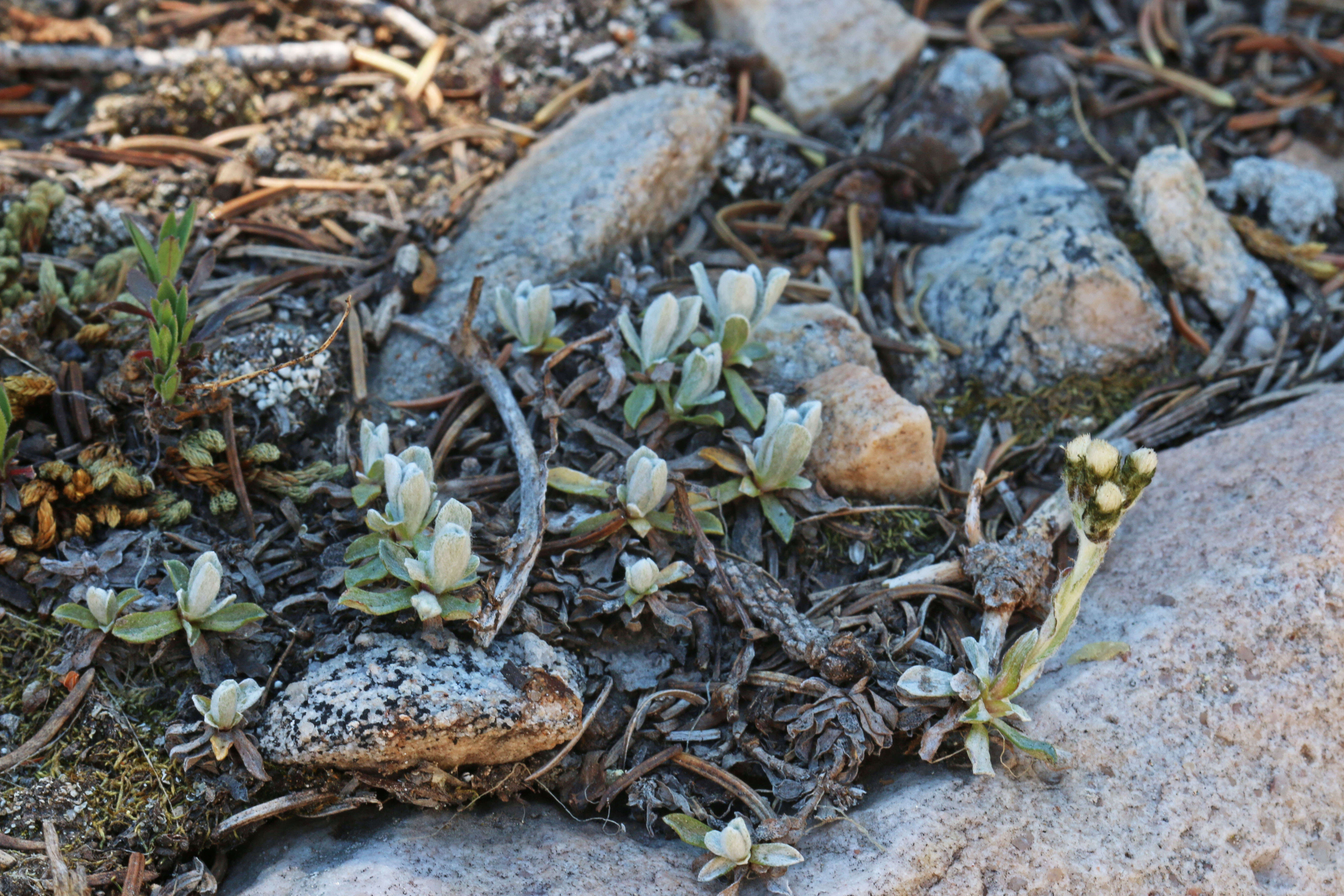 Image of Rocky Mountain pussytoes