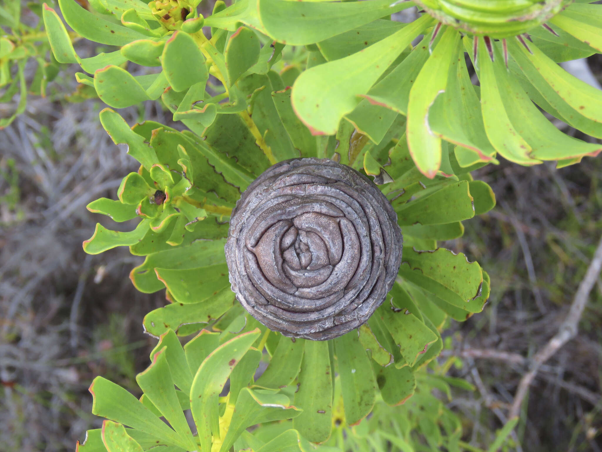 Image of Leucadendron platyspermum R. Br.