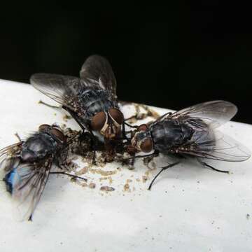 Image of Blue blowfly