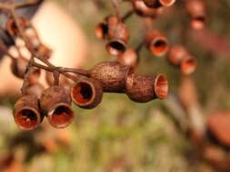 Image of red bloodwood