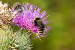 Image of short-haired bumblebee