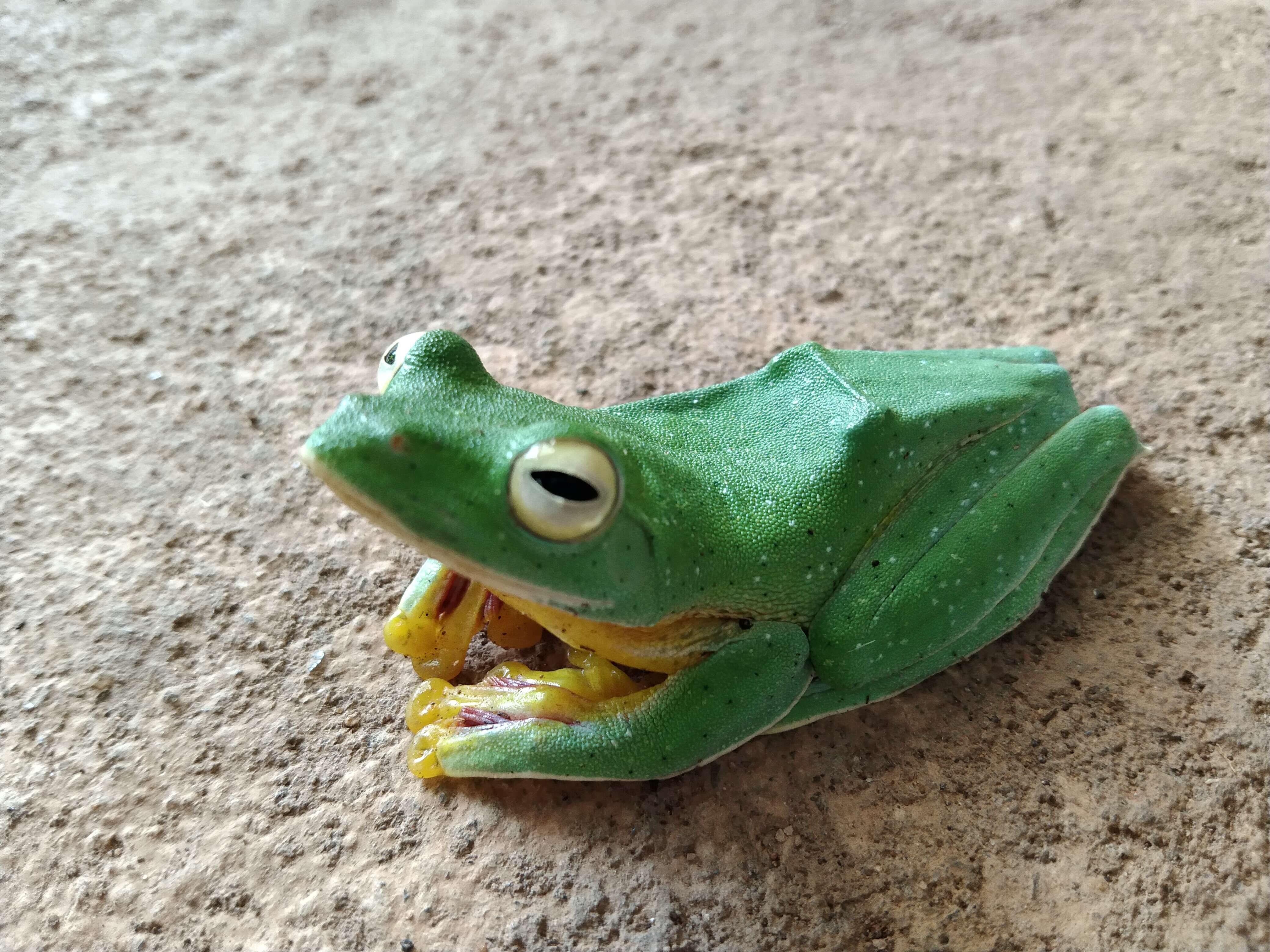 Image of Malabar Gliding Frog