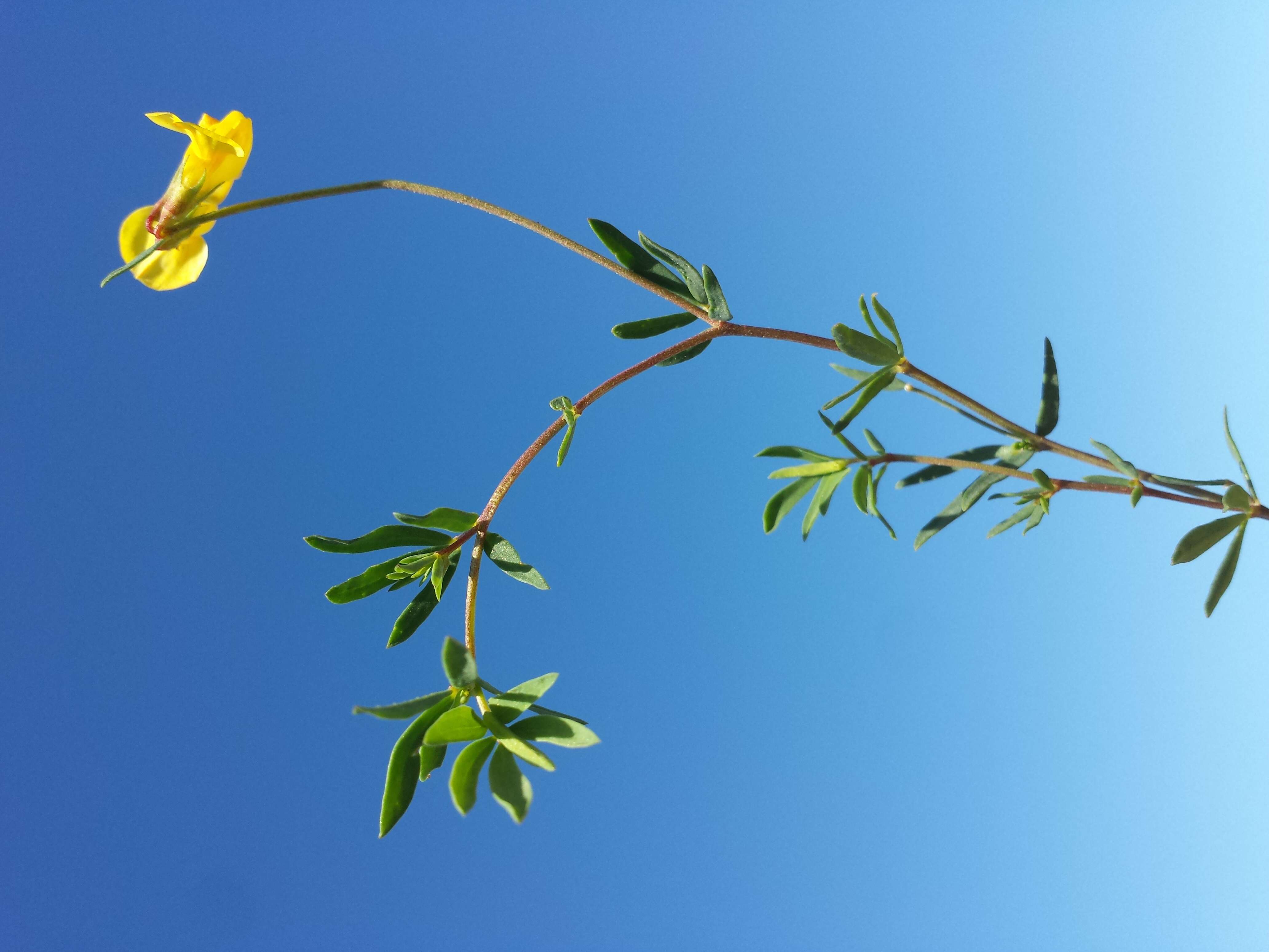 Image of Narrow-leaved Bird's-foot-trefoil