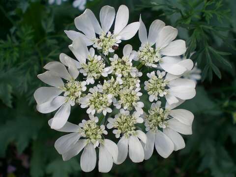 Orlaya grandiflora (L.) Hoffm. resmi