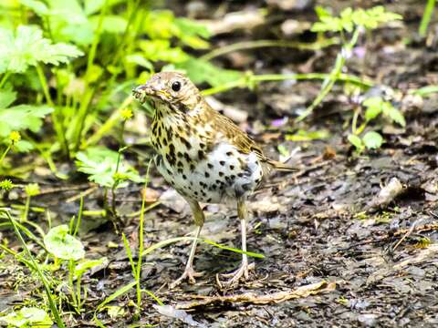 Image of Song Thrush