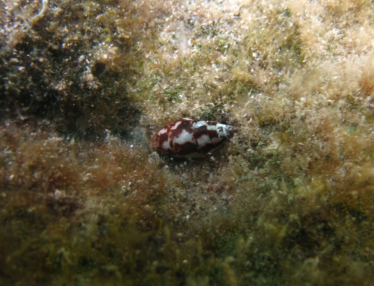 Image of Nebularia chrysostoma (Broderip 1836)